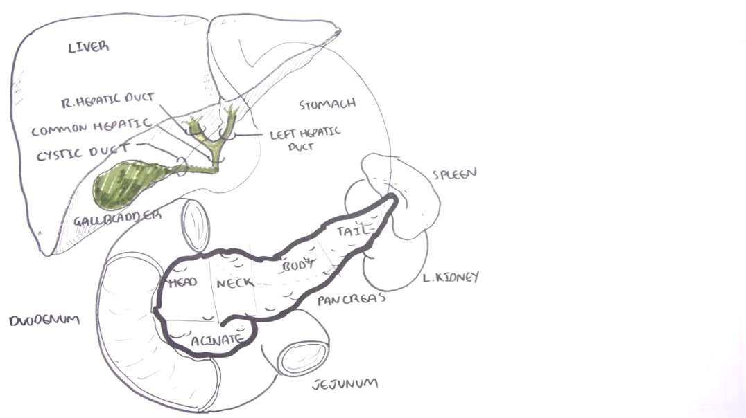 Armando - Clinical Anatomy - Pancreas