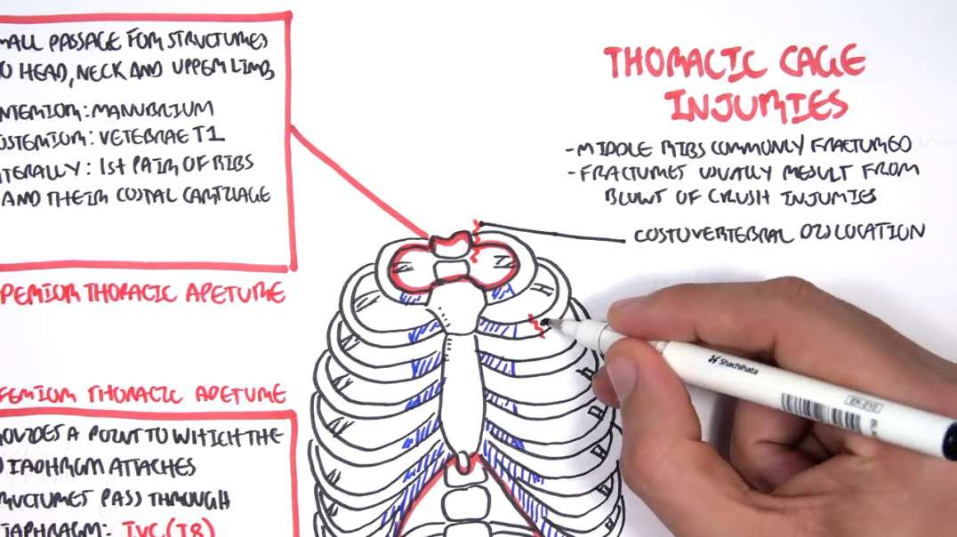 Armando - Anatomy Thorax Clinical (+ Nerve Block)