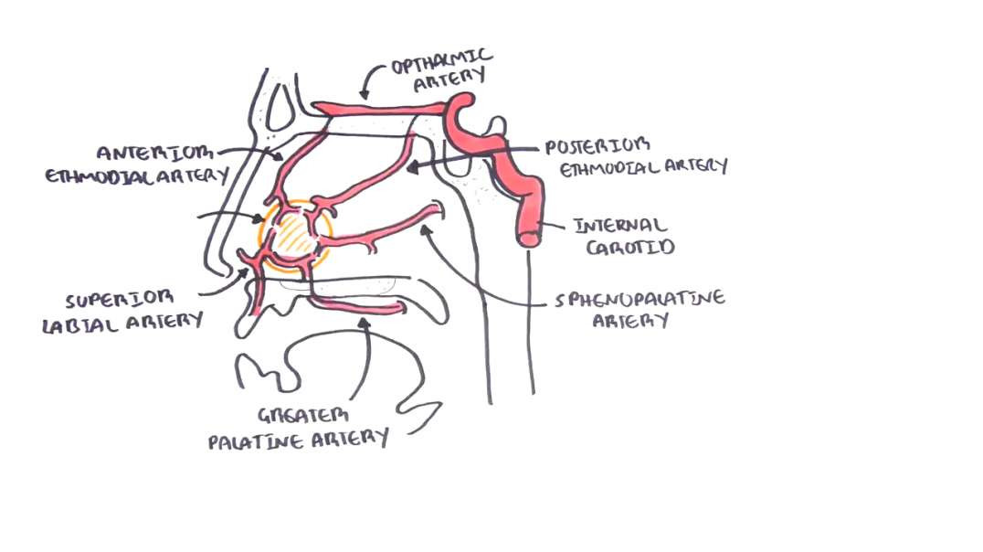 Armando - Clinical Anatomy -  Nasal Cavity and Nose bleeds