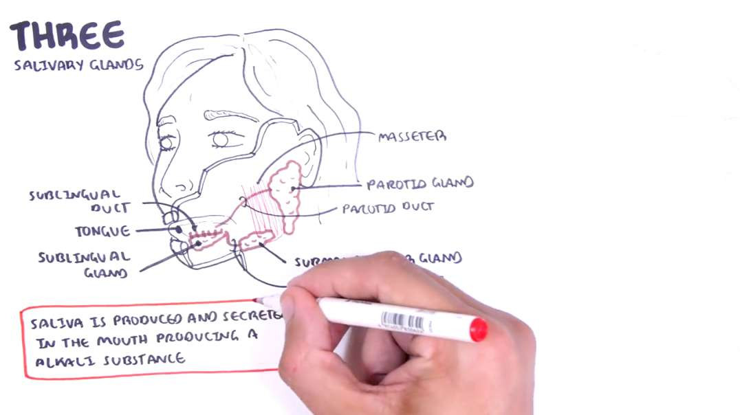 Armando - Anatomy and Physiology - Slaivary gland