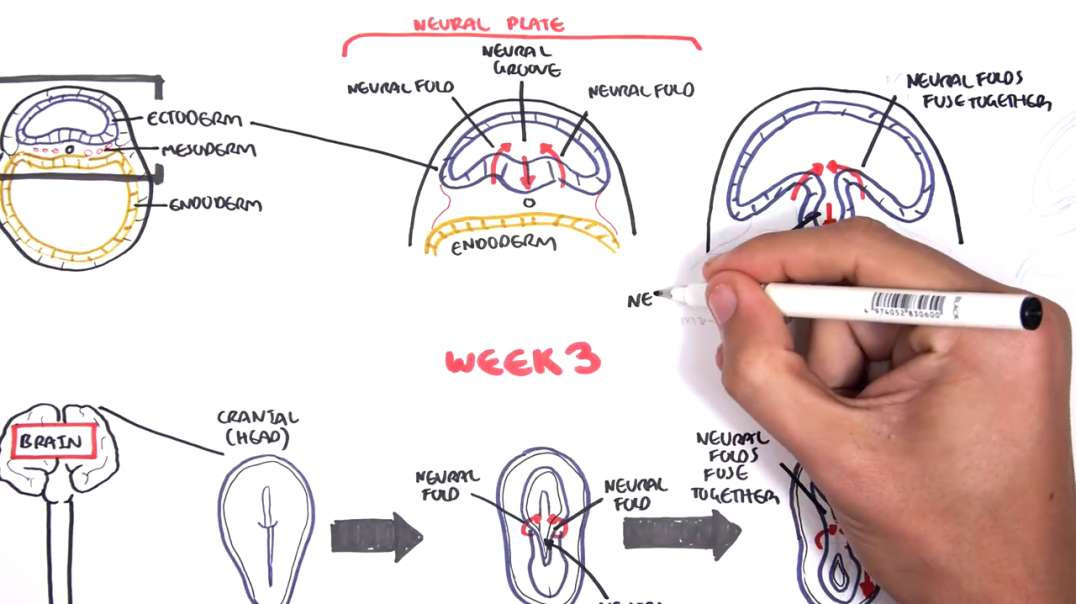 Armando - Embryology - Neurulation