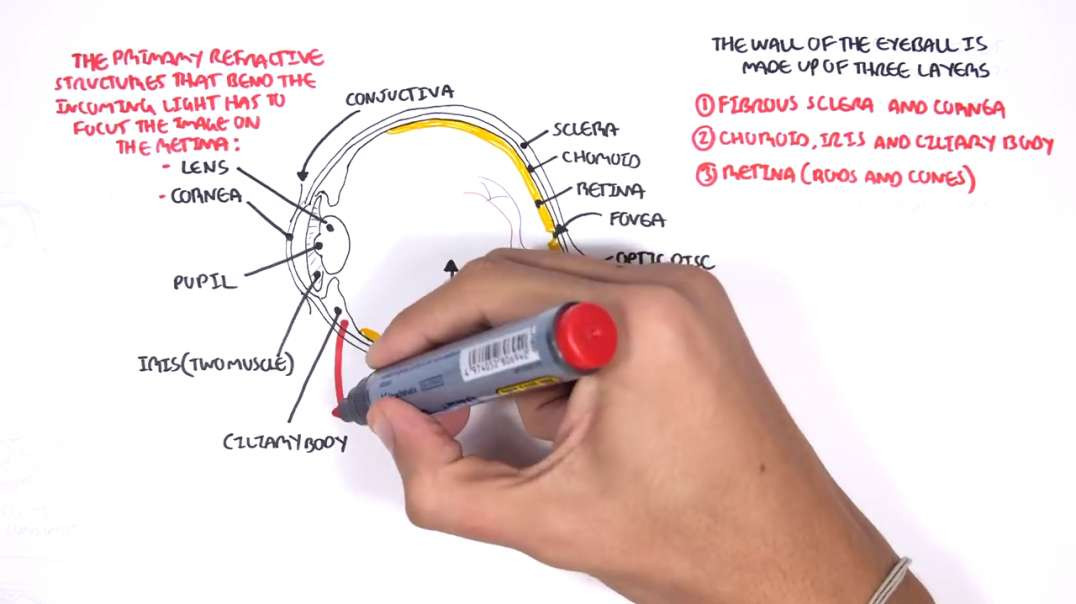 Armando - Anatomy - Eye Overview