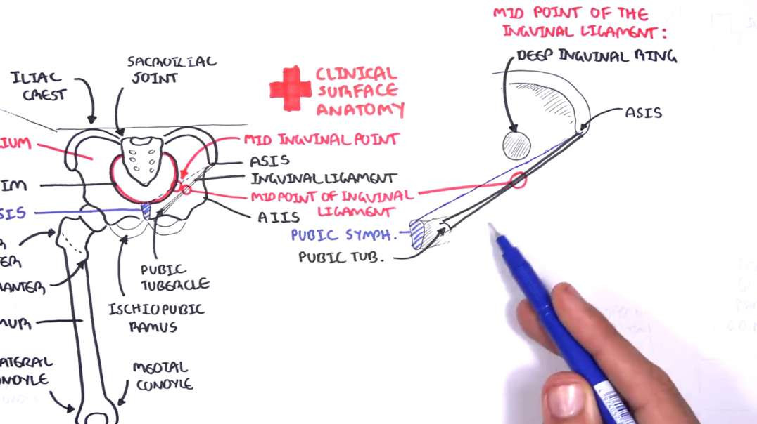Armando - Clinical Anatomy -  Lower Limb (Bones), Inguinal ligament, Hip, Knee and ankle Joints