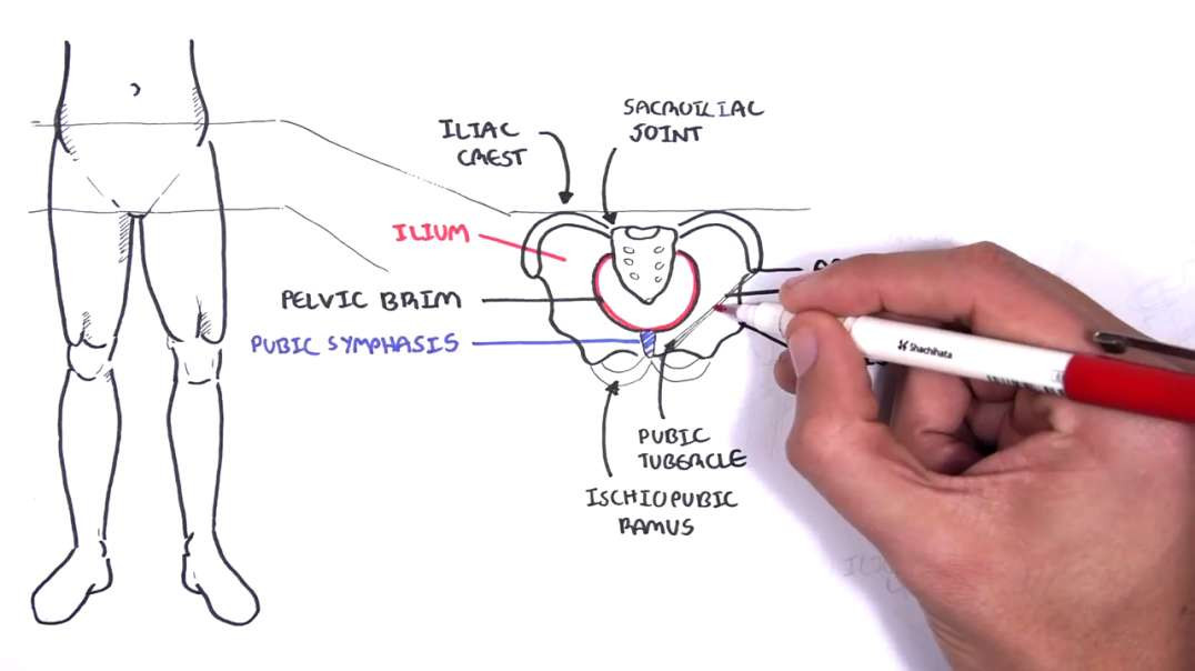 Armando - Clinical Anatomy - Lower Limb (Bones), Inguinal ligament