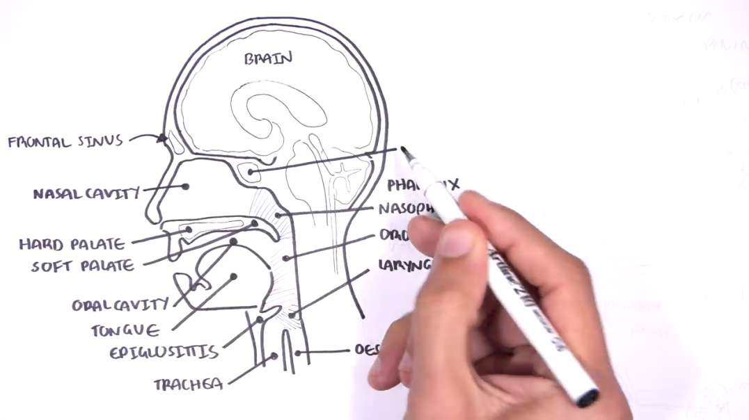 Armando - Clinical Anatomy  - Nasal Cavity and Sinuses