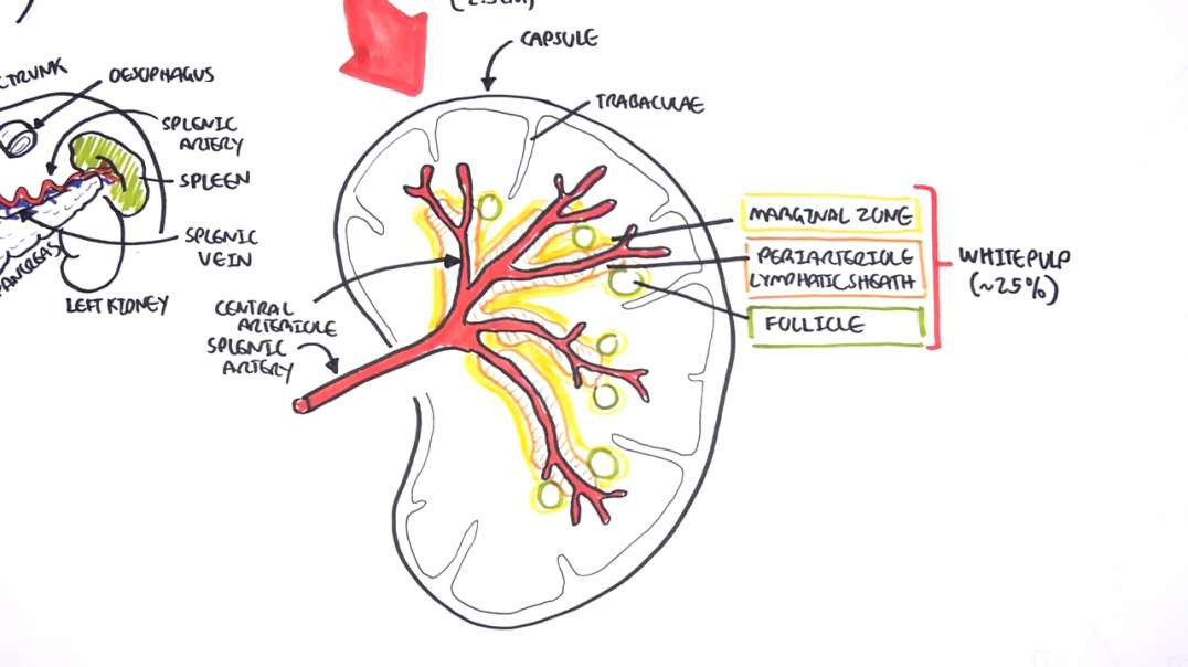 Armando - Anatomy and Physiology - Spleen