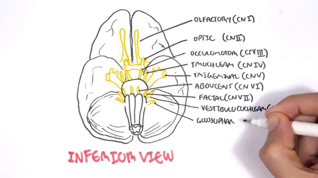 Armando - Anatomy - Cranial Nerves and the Skull