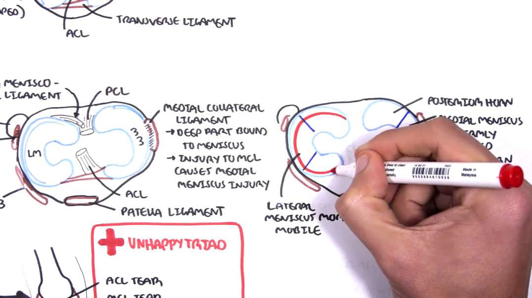 Armando - Clinical Anatomy - Knee mensicus and knee joint