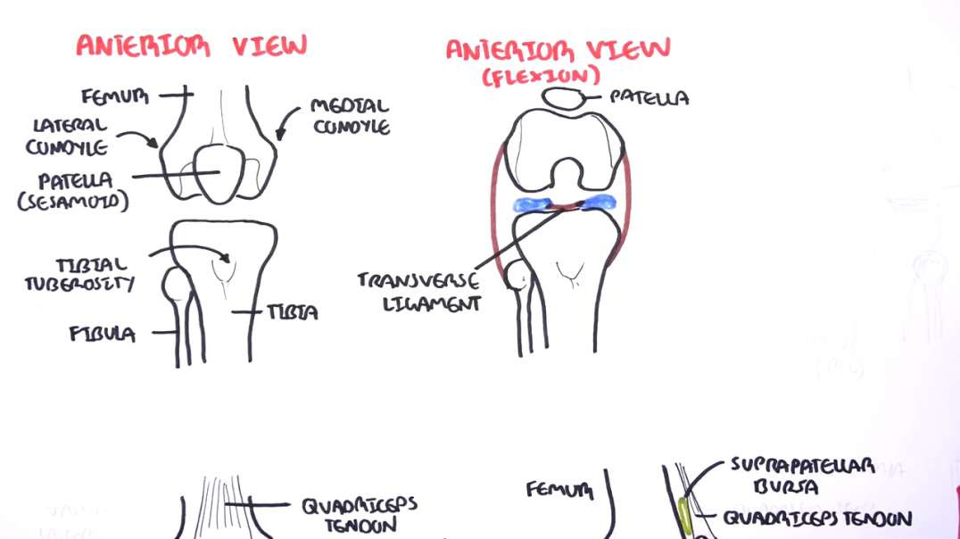 Armando - Clinical Anatomy - Knee