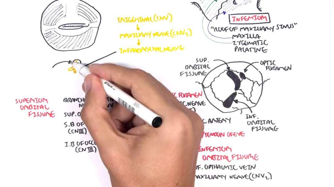 Armando - Anatomy - Eye Orbit and Eyelid