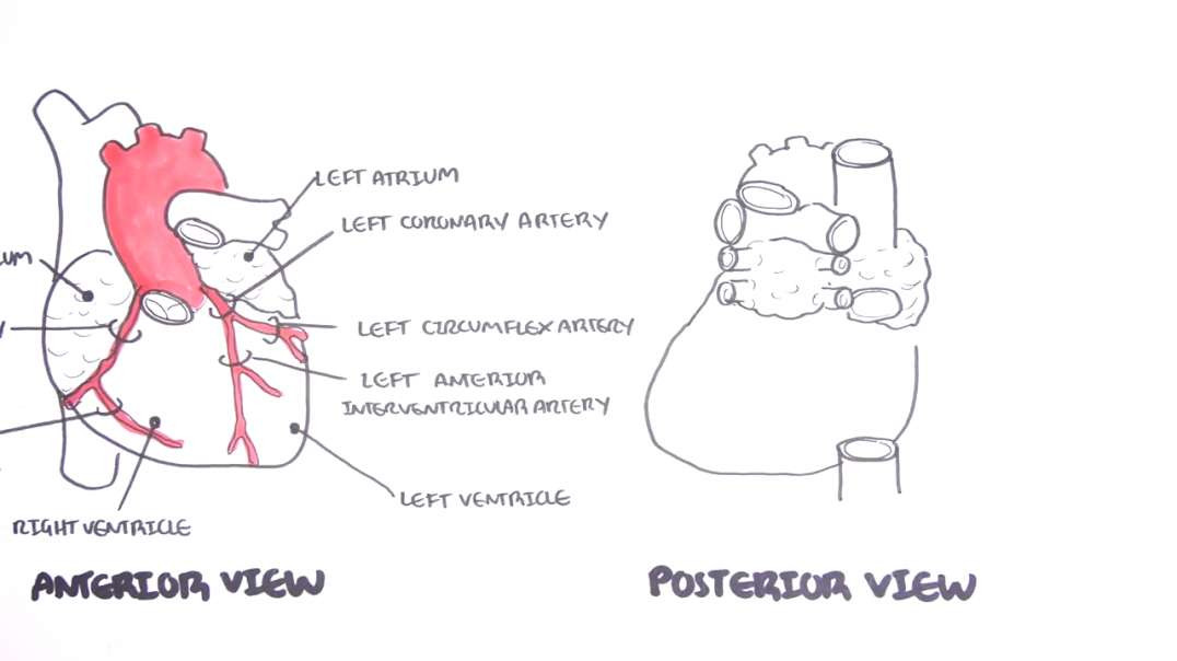 Armando - Clinical Anatomy - Cardiac Coronary Vessels (left and right coronary artery, venous sinus)