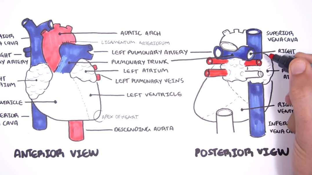 Anatomy - Anatomy - Introduction to Cardiac Anatomy and the Chest Xray