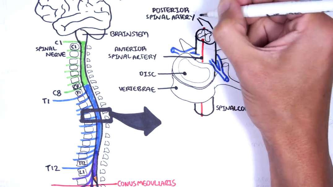 Armando - Clinical Anatomy - Spinal Cord (dermatomes)