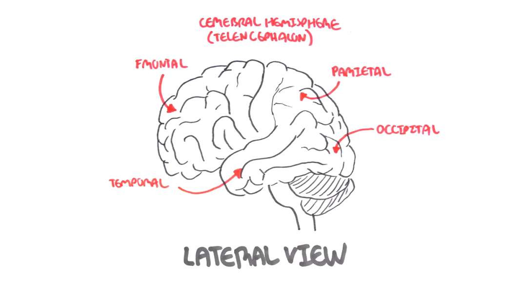 Armando - Anatomy - Brain (Circle of Willis and Stroke)