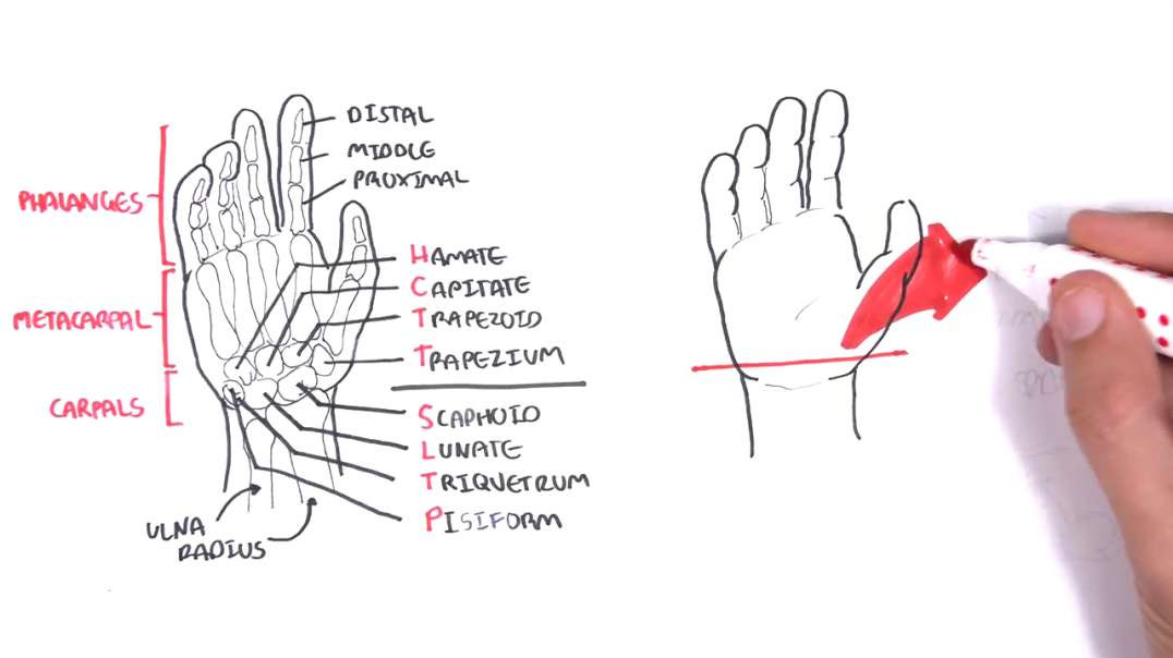 Armando - Clinical Anatomy - Hand, Wrist (palmar aspectflexors)