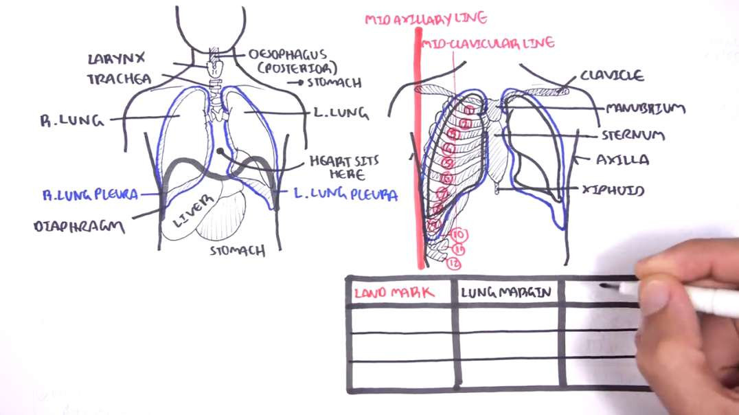 Armando - Clinical Anatomy - Lung and Pleura