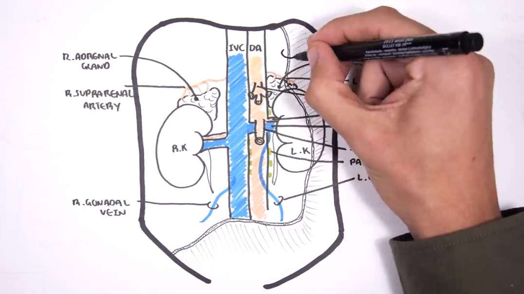 Armando - Clinical Anatomy - Kidney