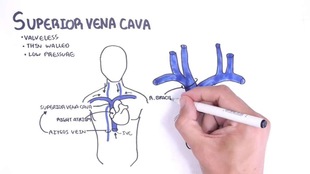 Armando - Clinical Anatomy - Superior vena cava and the azygos system