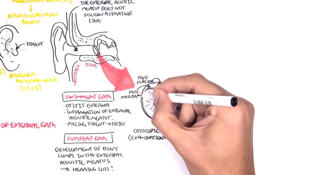 Armando Anatomy - Middle Ear