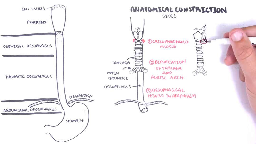 Armando - Clinical Anatomy - The Oesophagus (Esophagus)