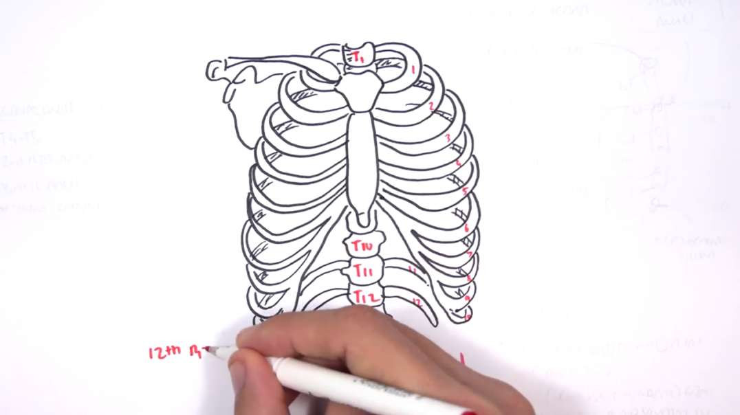 Armando - Anatomy - Thorax Overview - Ribs, Sternal angle
