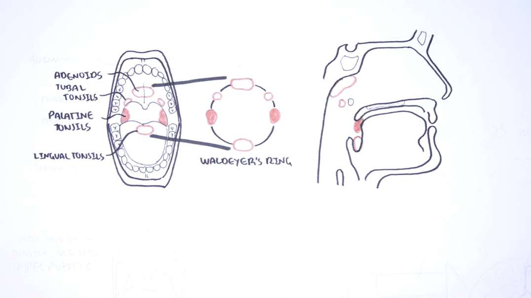 Armando - Tonsils - Clinical Anatomy (Palatine, lingual, tubal, adenoids)
