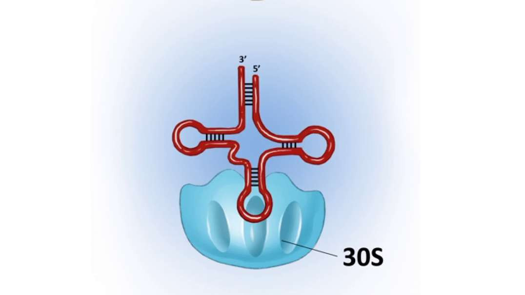 Biochem 4 - protein syntheis