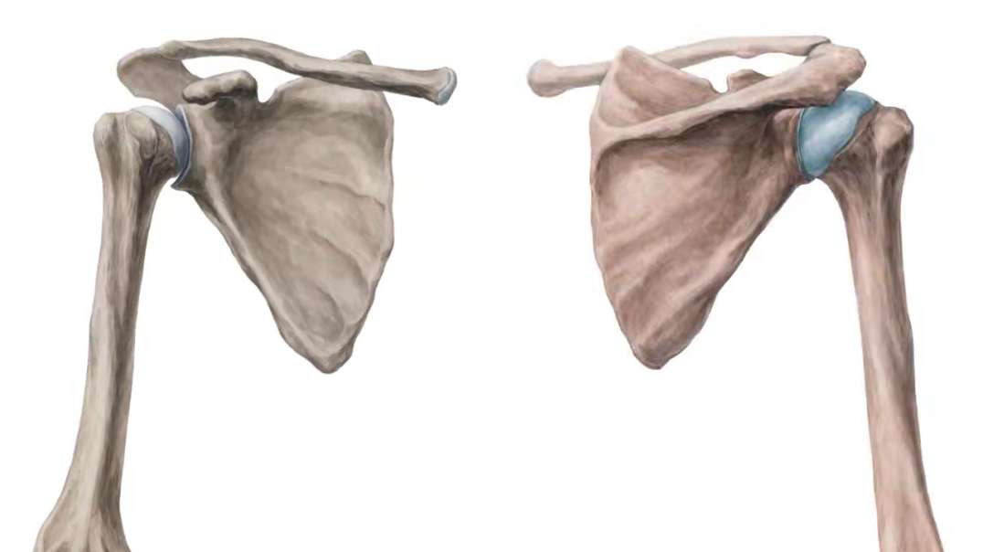 Humerus and Scapula Kenhub Humerus