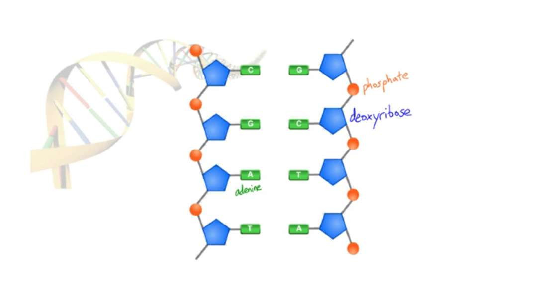 Biochem 1 - DNA Basic