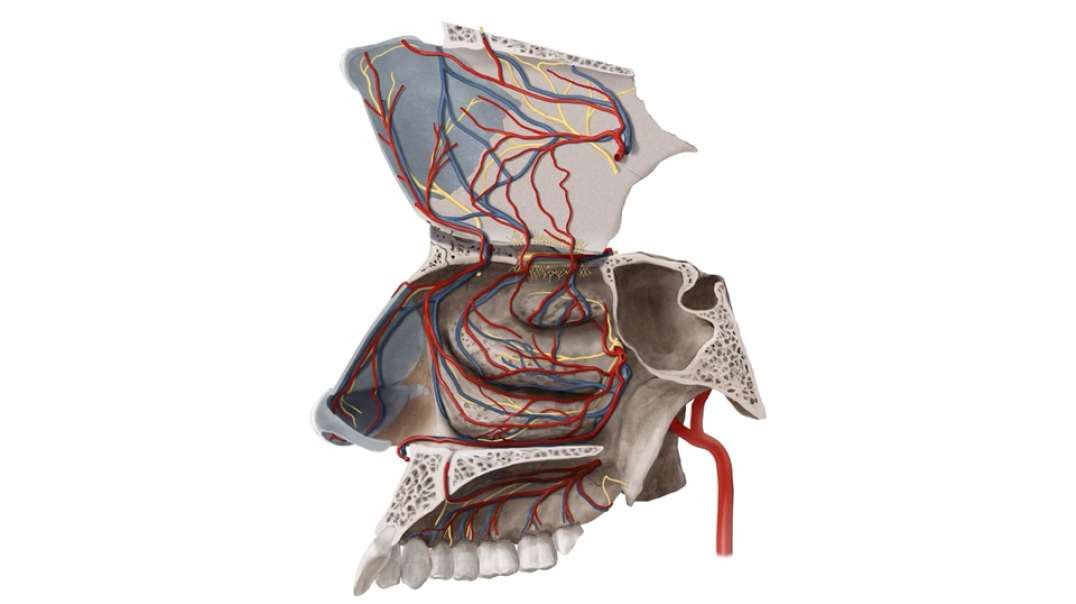 Blood vessels of nasal cavity