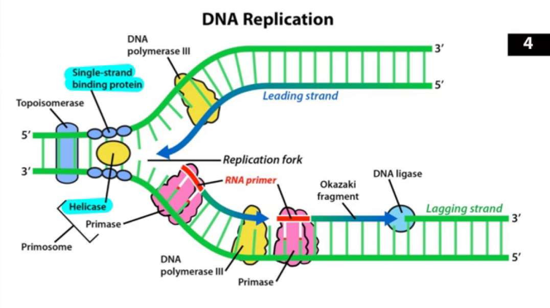 Biochem 2-DNA Replication, Mutation, and repair