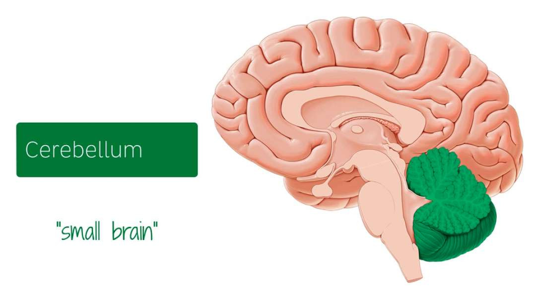 Cerebellum