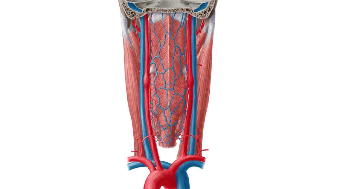Blood vessels of the parapharyngeal space
