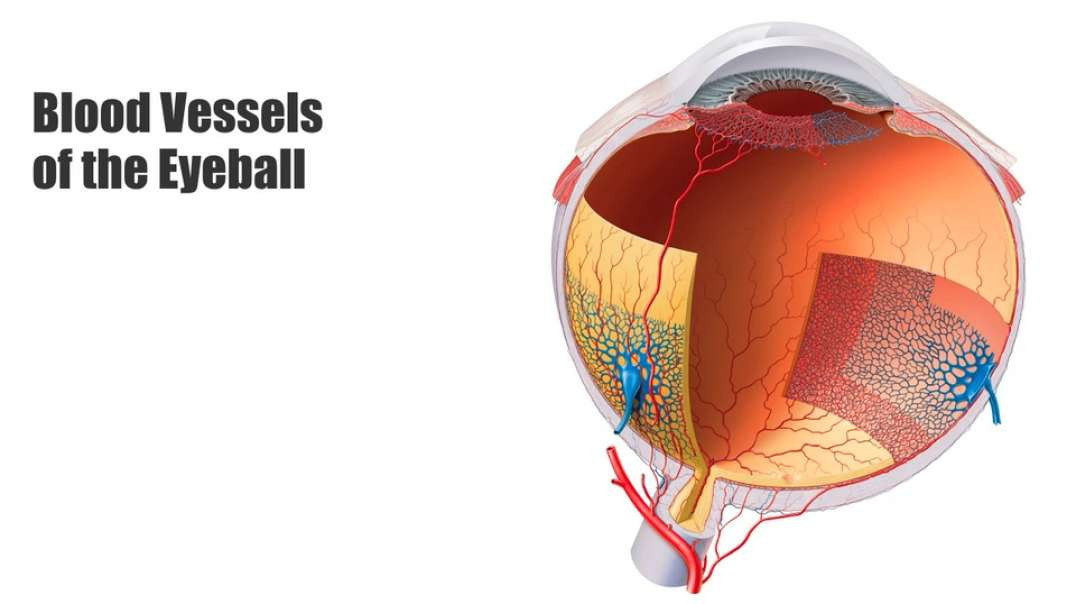Blood vessels of the eyeball