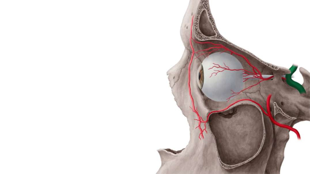 Blood vessels of the orbit