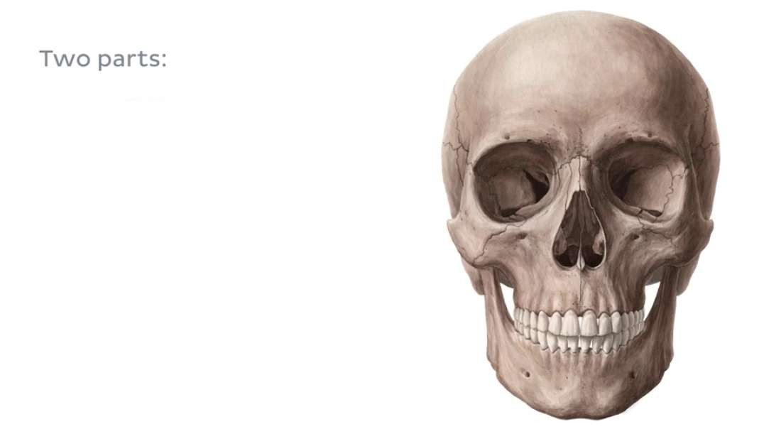 Anterior and lateral views of the Skull