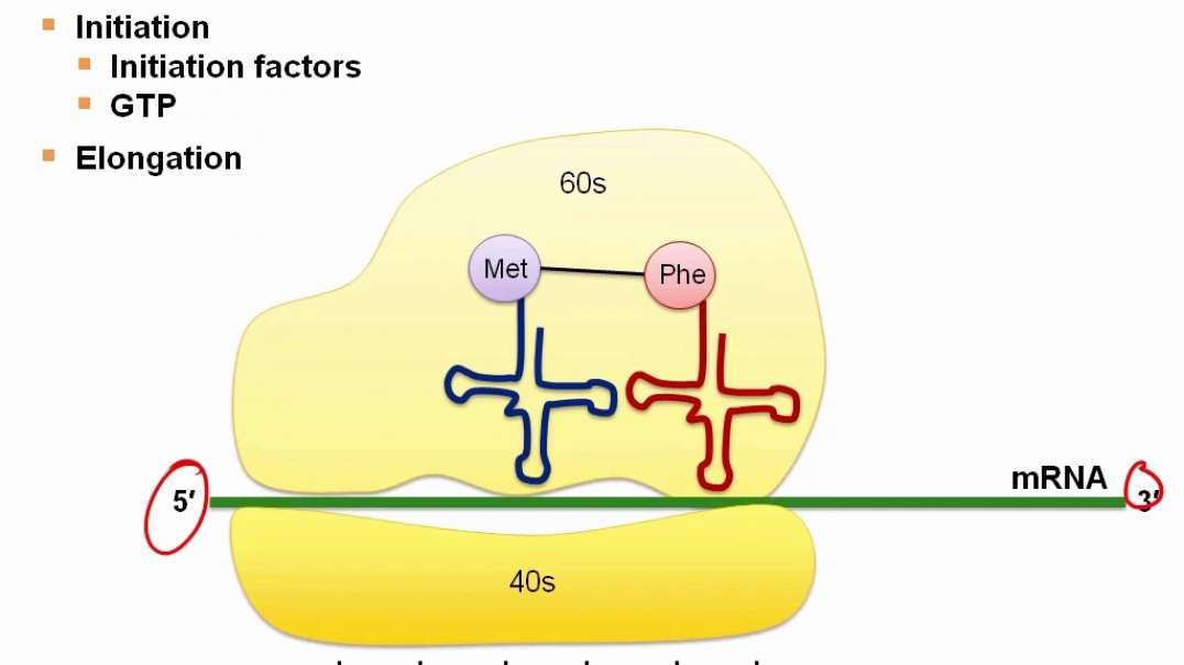 Protein Synthesis -2