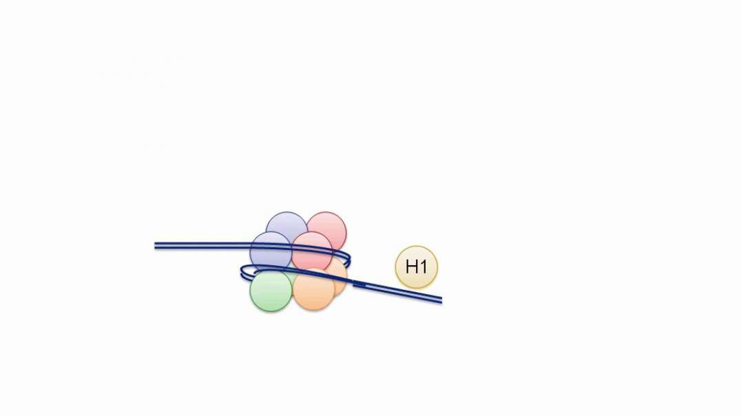 Chromatin Structure