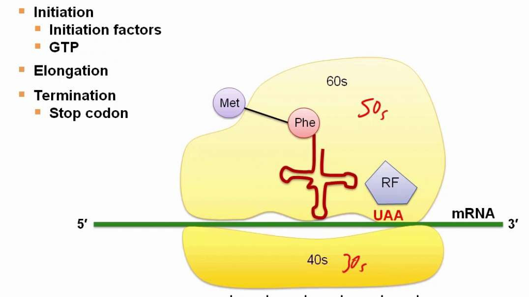 Protein Synthesis