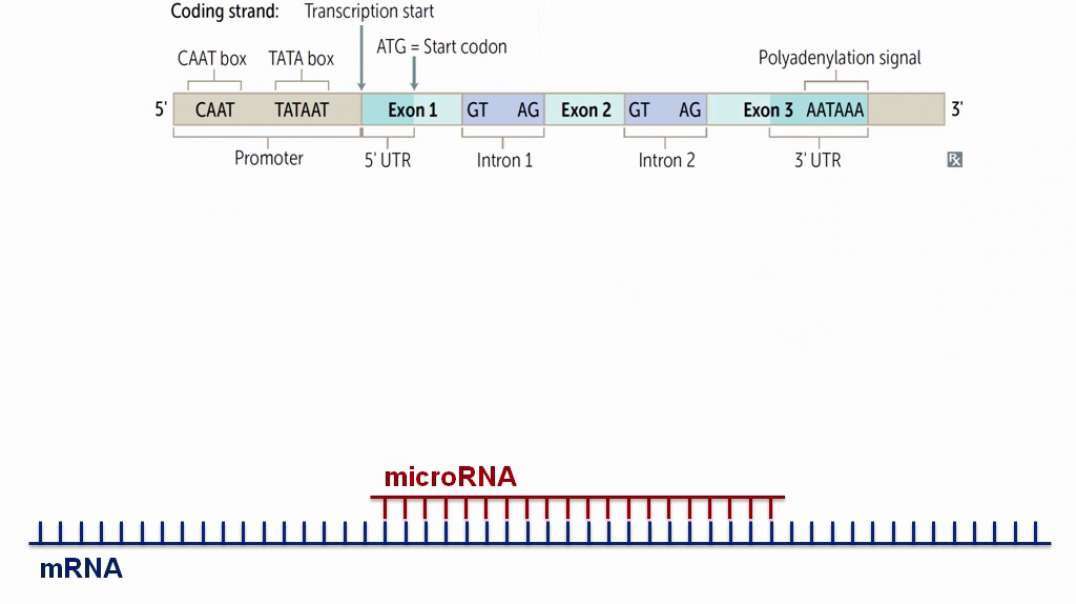 microRNAs