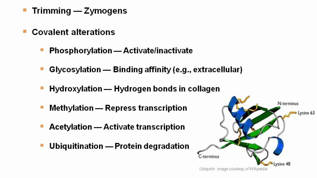 Posttranslational Modifications