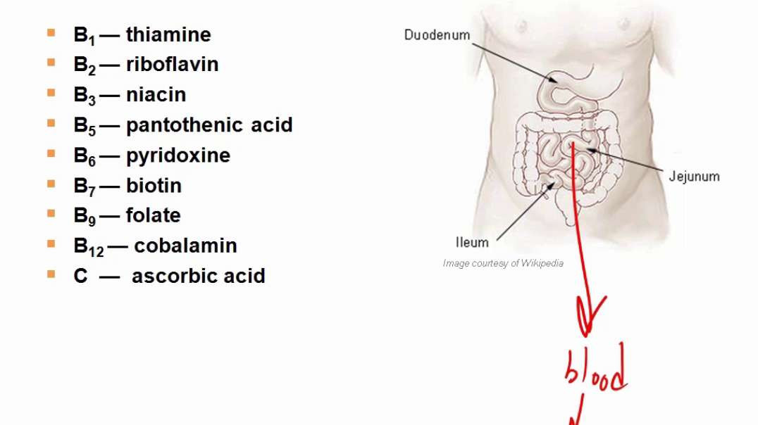Vitamins Water Soluble