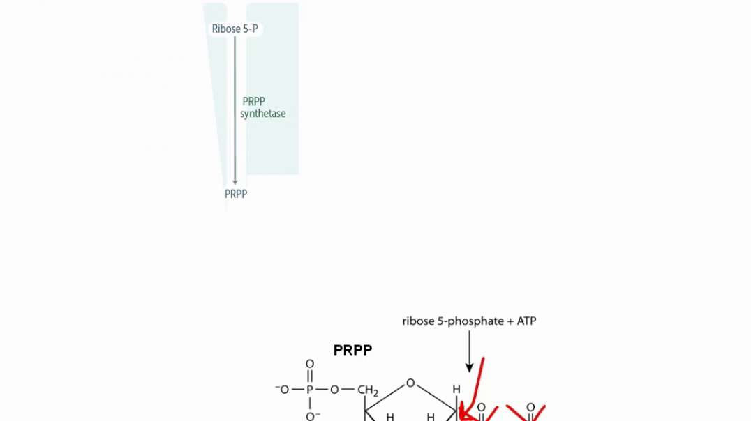 De Novo Pyrimidine And Purine Synthesis