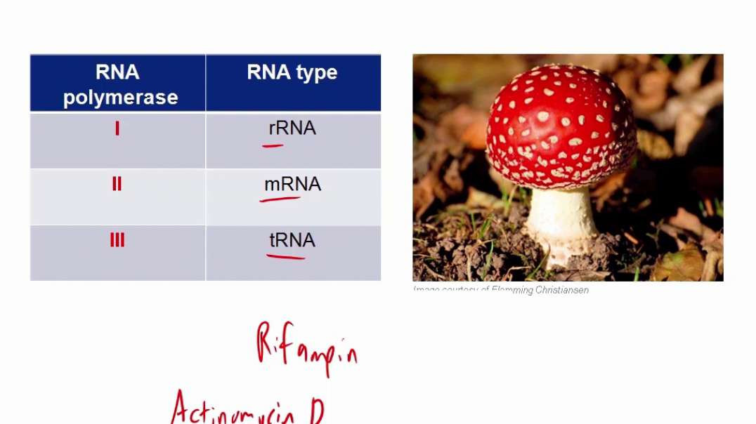 RNA polymerases