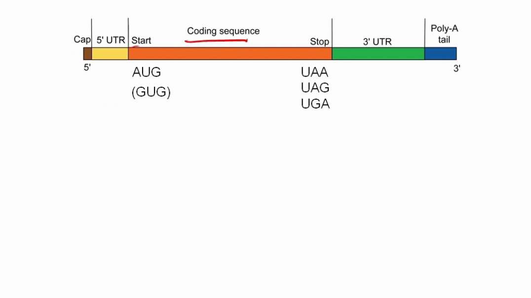 Start and stop Codons