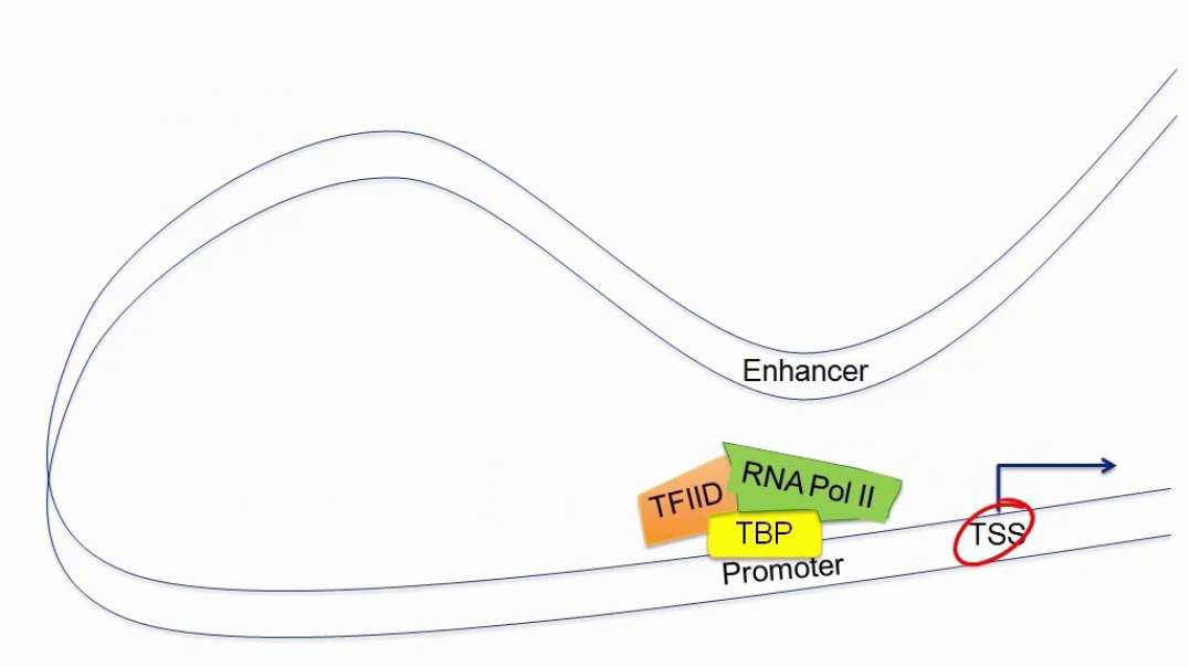 Regulation of gene expression