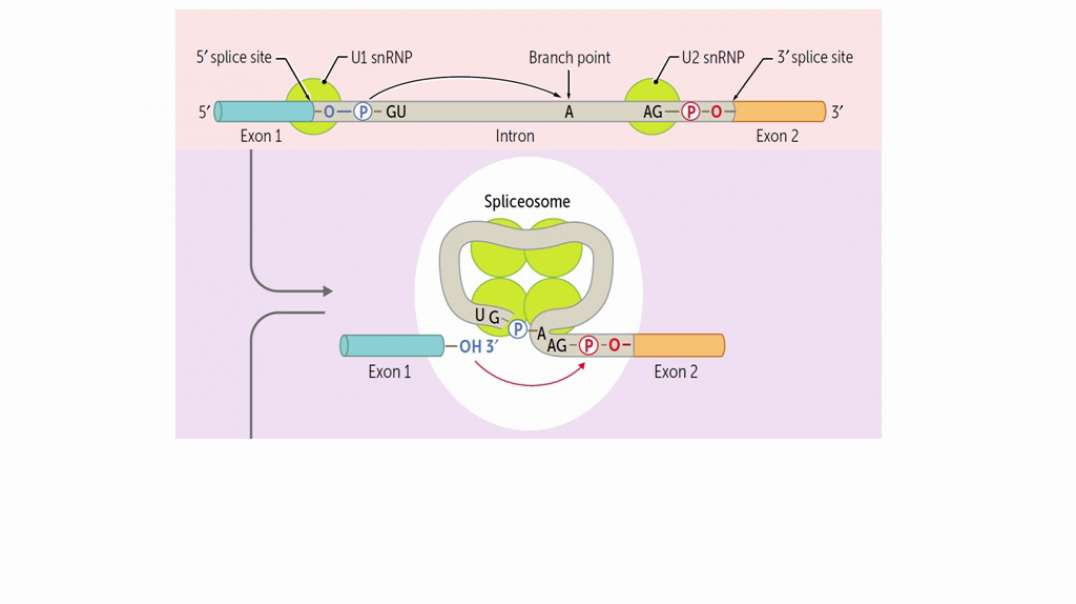 Splicing of PRE-mRNA