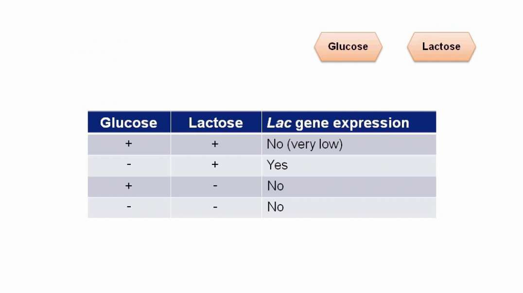 Lac Operon