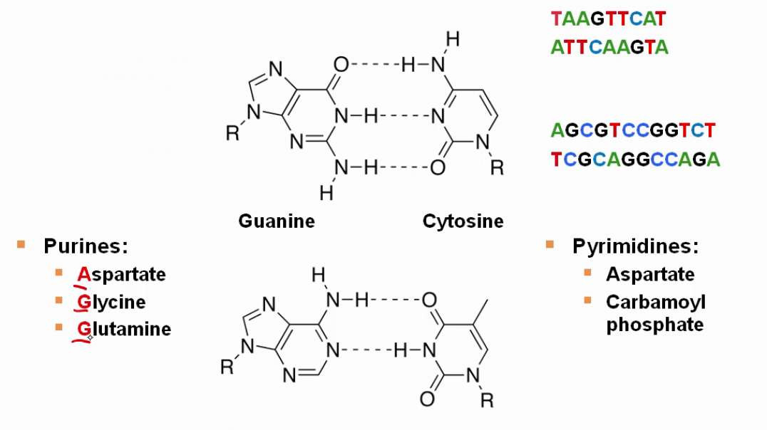 Nucleotides