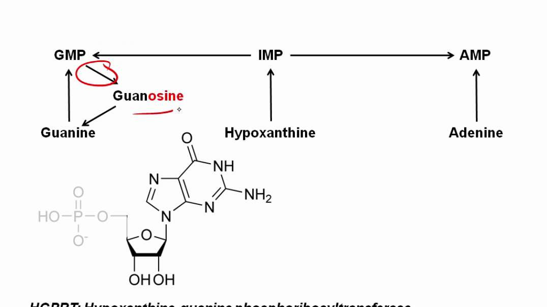 Purine Salvage Deficiencies